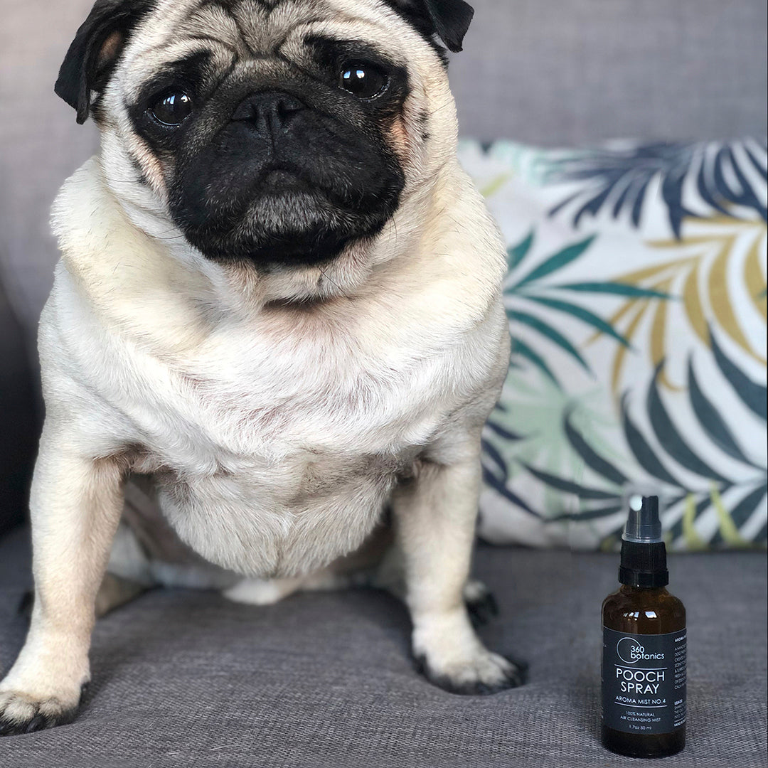 A pug with a soulful expression sitting on a grey sofa, next to a bottle of '360 Botanics Pooch Spray' with a label that reads 'Aroma Mist No.1'. The product is positioned as part of a comfortable, stylish home environment, suggesting its use for pet-friendly home fragrance
