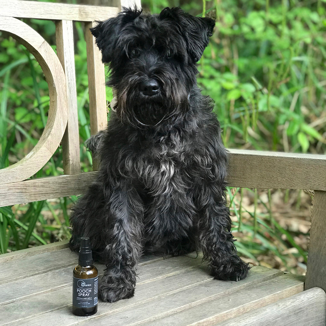 Terrier dog sitting on wooden bench, Pooch spray next to foot