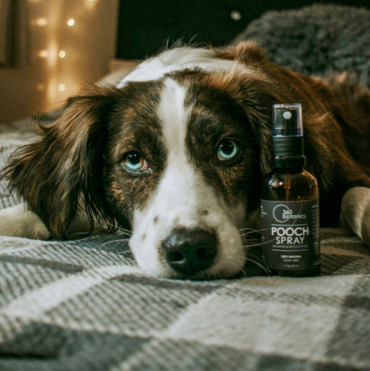 A close-up of a brown and white dog with soulful blue eyes lying on a gray and white striped blanket, with a bottle of '360 Botanics Pooch Spray' beside it. The cozy ambiance is enhanced by warm lights in the background, suggesting a comfortable and pet-friendly home environment