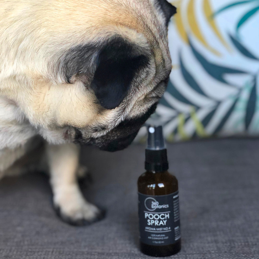 pug dog sniffing pooch spray bottle on sofa, cushions in background