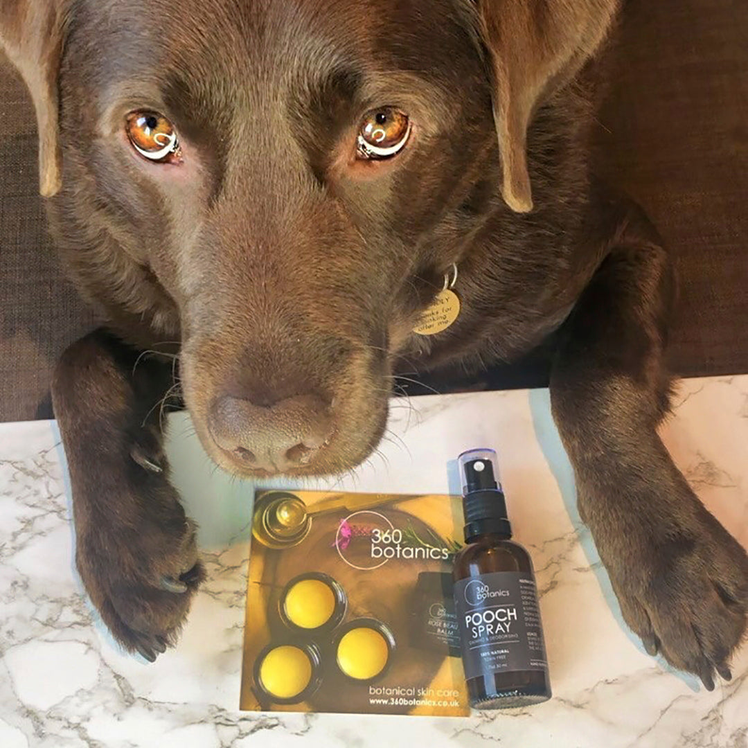 An attentive chocolate brown Labrador looks directly at the camera, lying behind a 360 Botanics Pooch Spray bottle and a promotional flyer on a marble surface. Its expressive eyes add a warm, personal touch to the product presentation, suggesting a caring and pet-friendly brand image